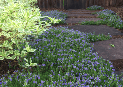 Online Landscape Designs Photo Gallery of Landscape Design Ideas. Stepper Pathway with Ground Cover