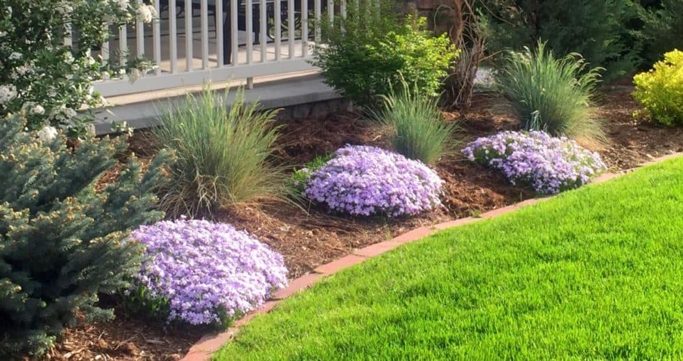 Best Colorado Perennials for a Colorful Spring Garden