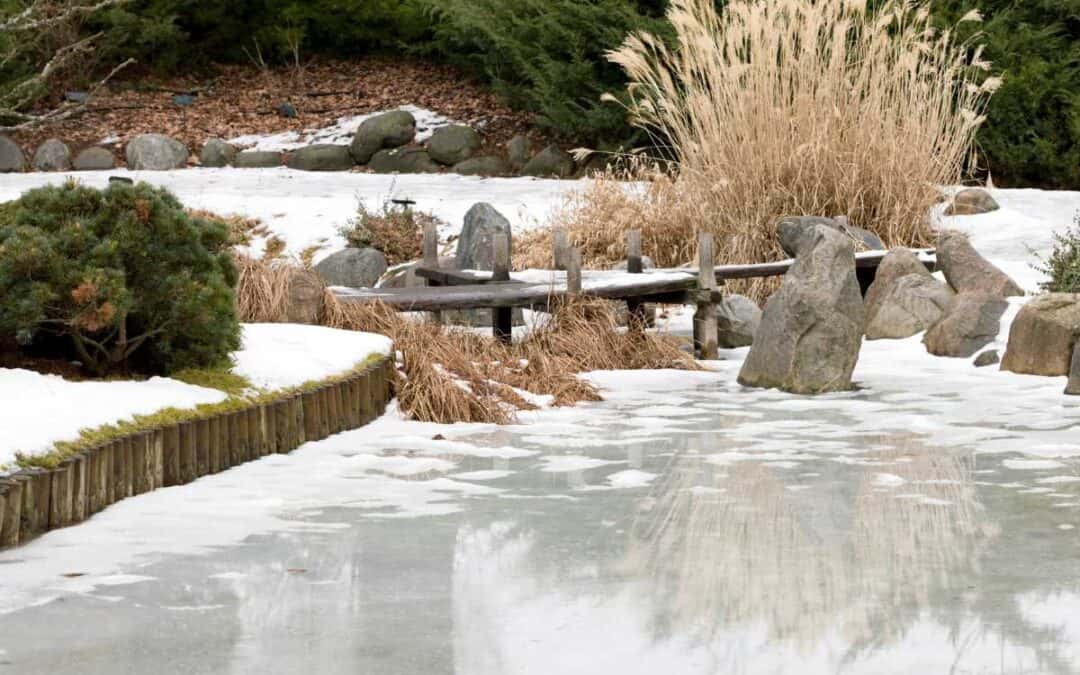 Winter garden scene, ornamental grasses, evergreen shrubs, and snow