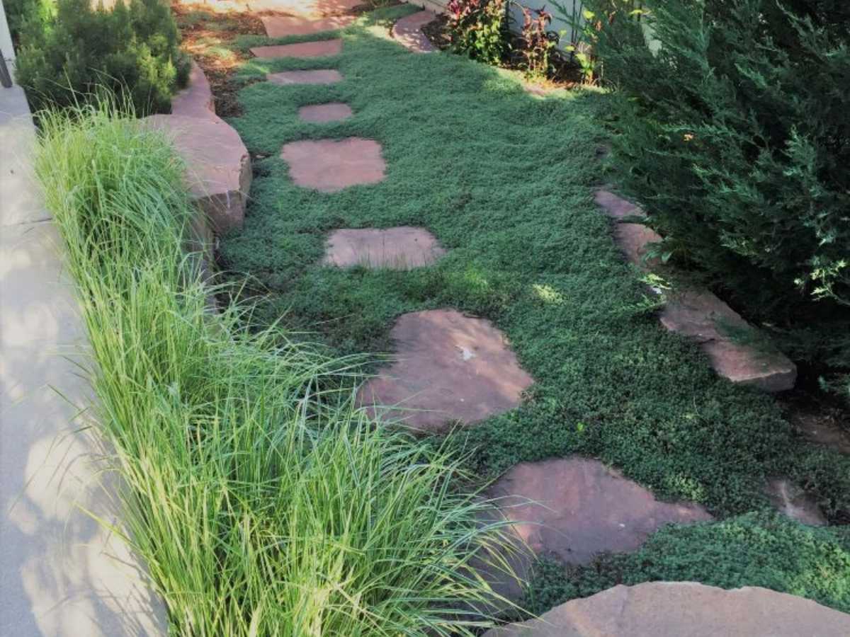 Colorado red flagstone stepper path surrounded by wooly thyme